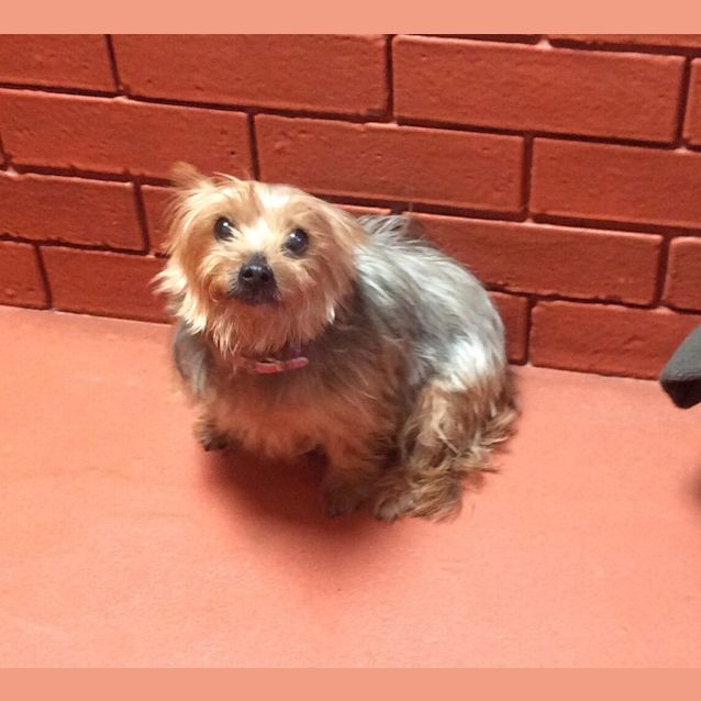 Photo of Cinnamon (Cinny)