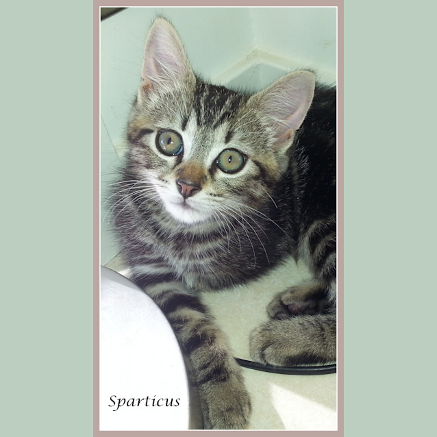 Photo of Sparticus