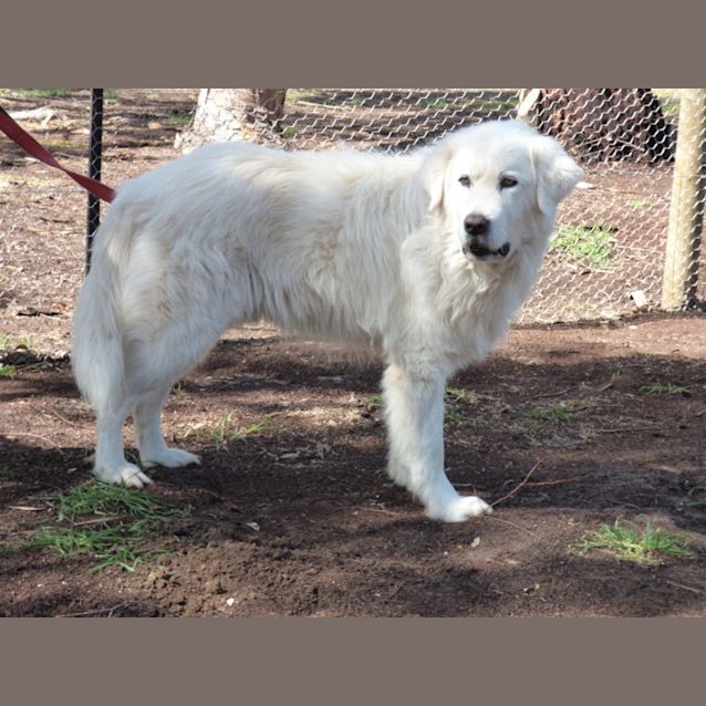 Photo of Romy   Silver Paw