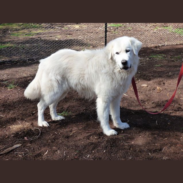 Photo of Romy   Silver Paw