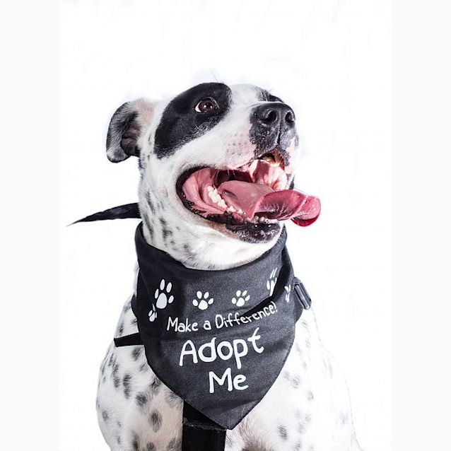 Photo of Poppy Dl1082