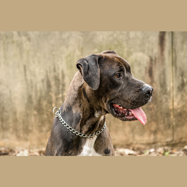 Photo of Rocco (2817)