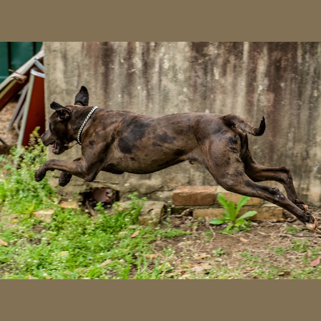 Photo of Rocco (2817)
