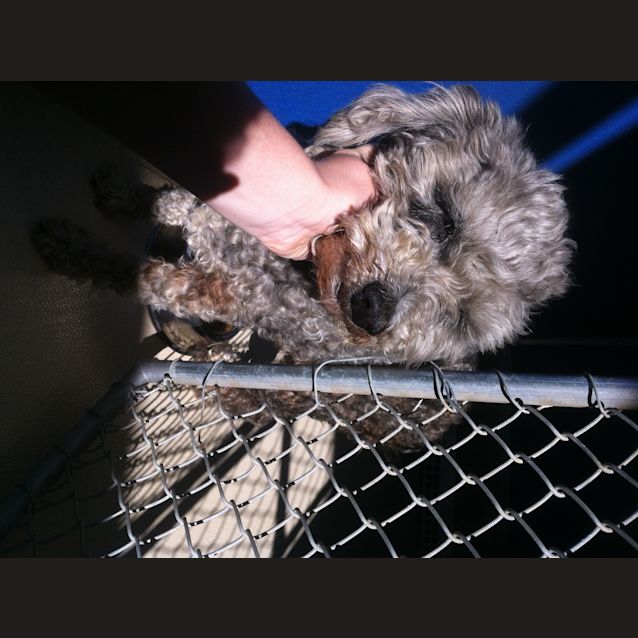 Photo of Scruffy