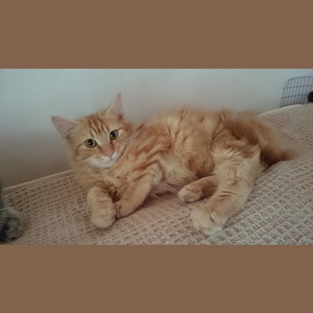 Photo of Zuma