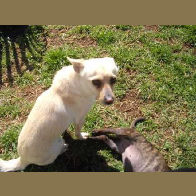 Photo of Missy   Adoption Pending