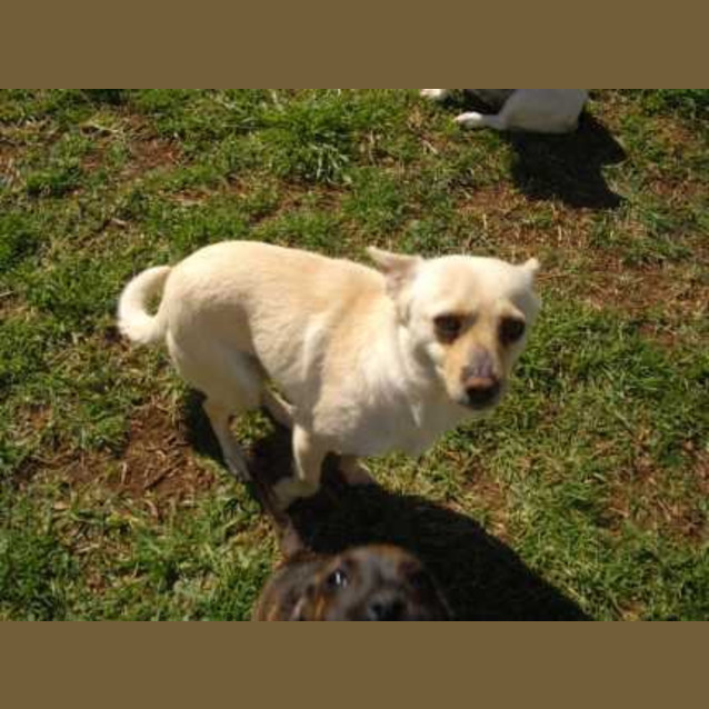 Photo of Missy   Adoption Pending