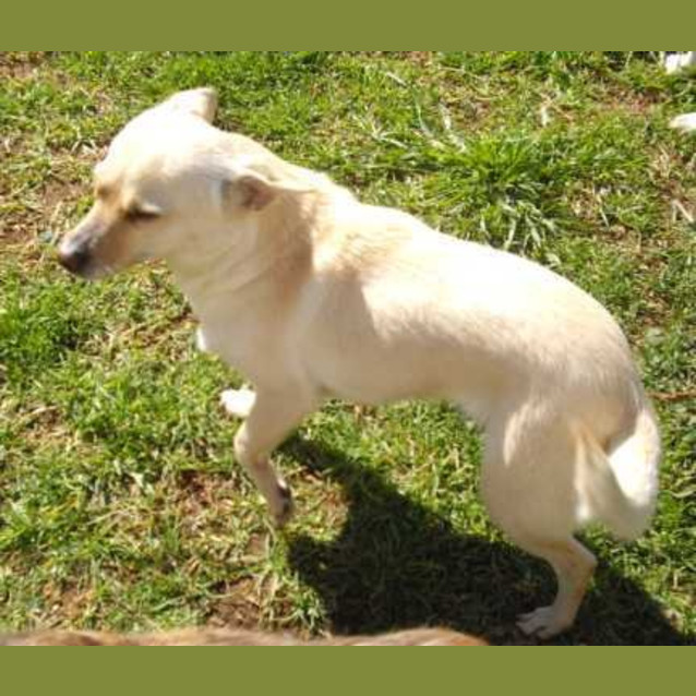 Photo of Missy   Adoption Pending