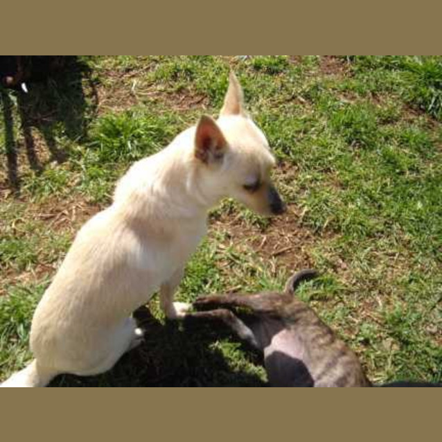 Photo of Missy   Adoption Pending