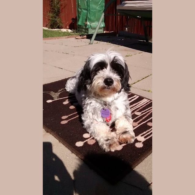 Photo of Molly