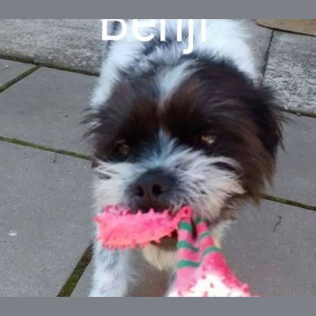 Photo of Benji