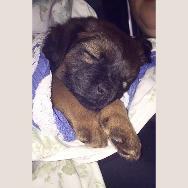 Photo of Harley