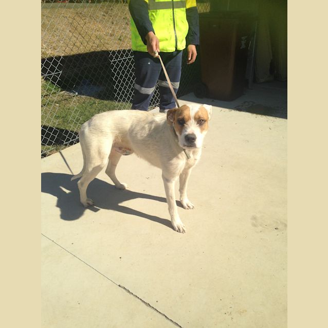 Photo of Buster 