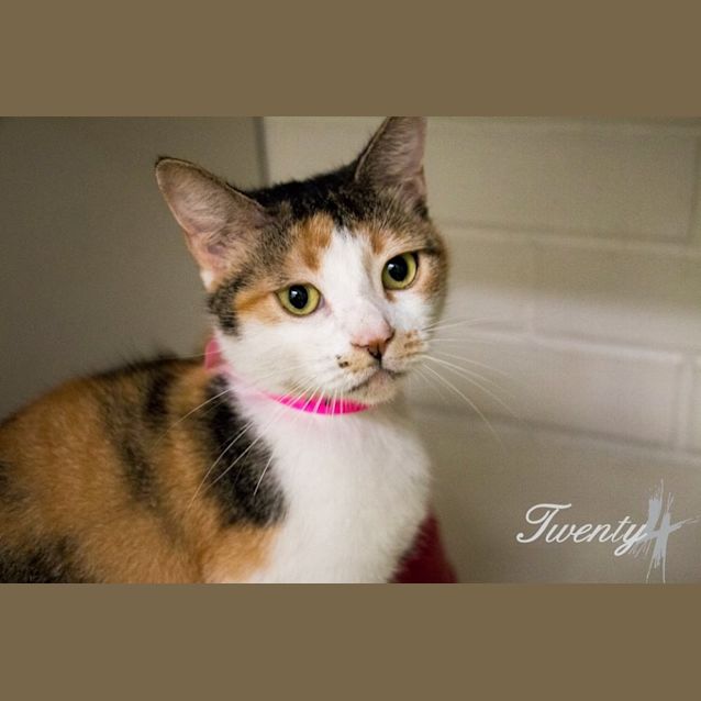 Photo of Someries (1143)