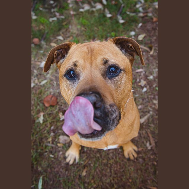 Photo of Bronson ** Golden Oldie **
