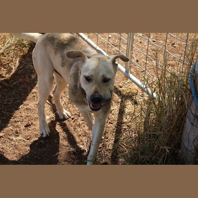 Photo of Bo'jangles (At Rspca Big Adopt Day Sept 19 Brisban