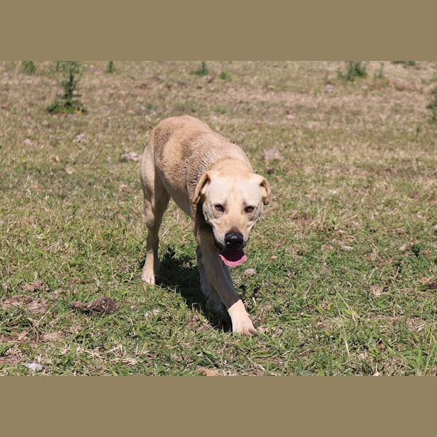 Photo of Bo'jangles (At Rspca Big Adopt Day Sept 19 Brisban