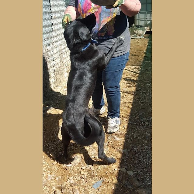 Photo of Tasmin (At Rsca Big Adopt Day Sept 19 Brisbane)