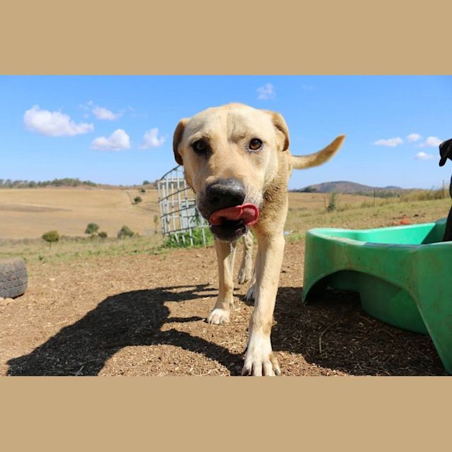 Photo of Bo'jangles (At Rspca Big Adopt Day Sept 19 Brisban