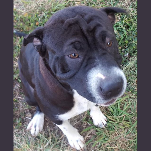 Photo of Snooki (At Rspca Big Adopt Day Sept 19 Brisbane)