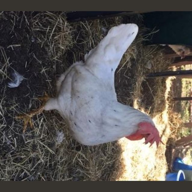 Photo of Gladys
