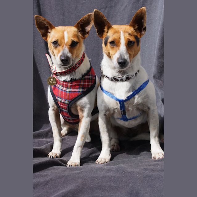 Photo of Dora And Daisy