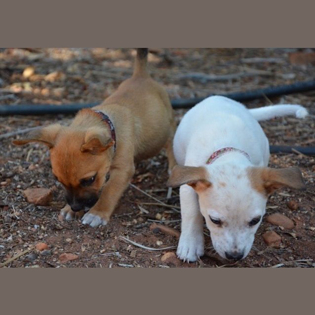 Photo of Zeke (Bed42813) *Adopted*