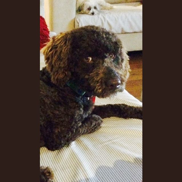 Photo of Toby (Mini Poodle)