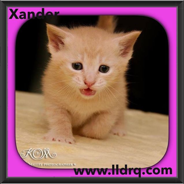 Photo of Xander 