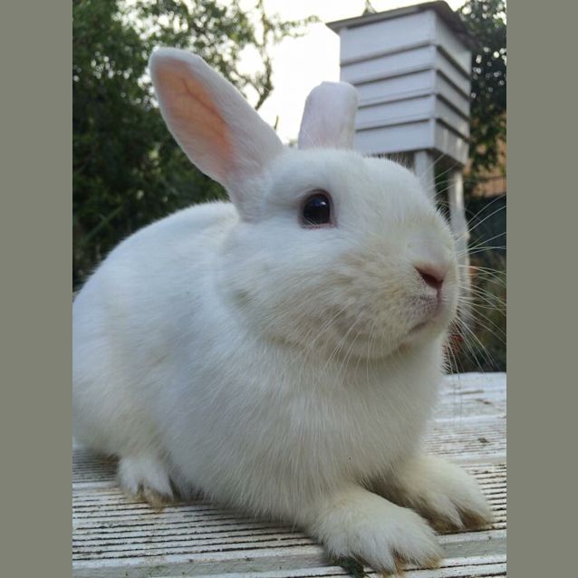 Photo of Dukey 