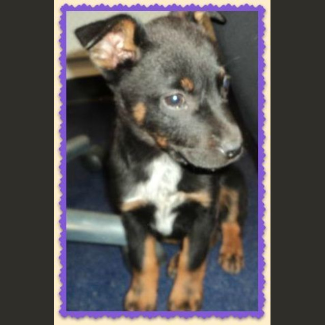 Photo of Rex