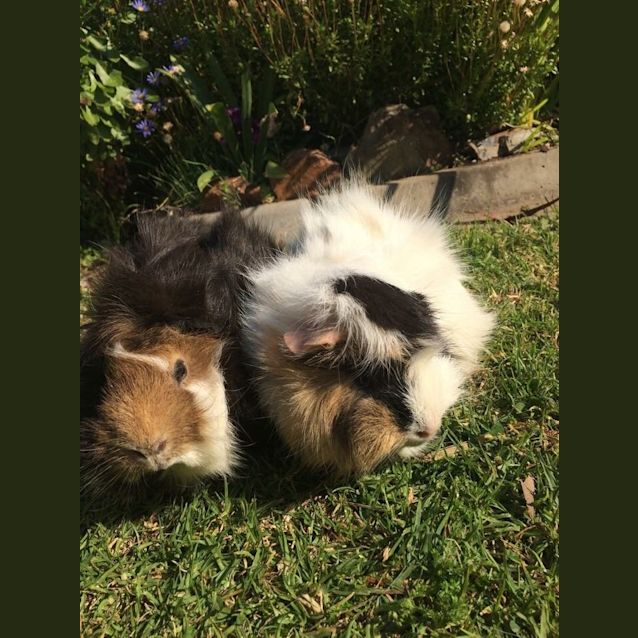 Photo of Oreo & Harriet.   