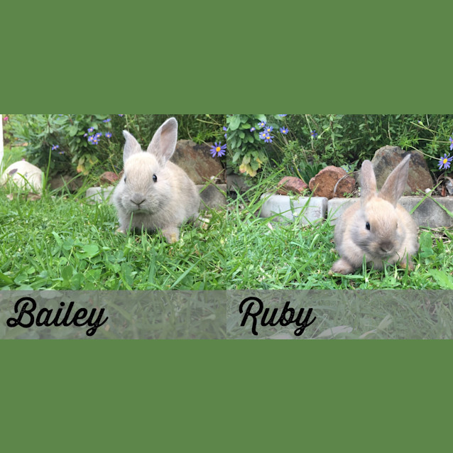 Photo of Ruby & Bailey