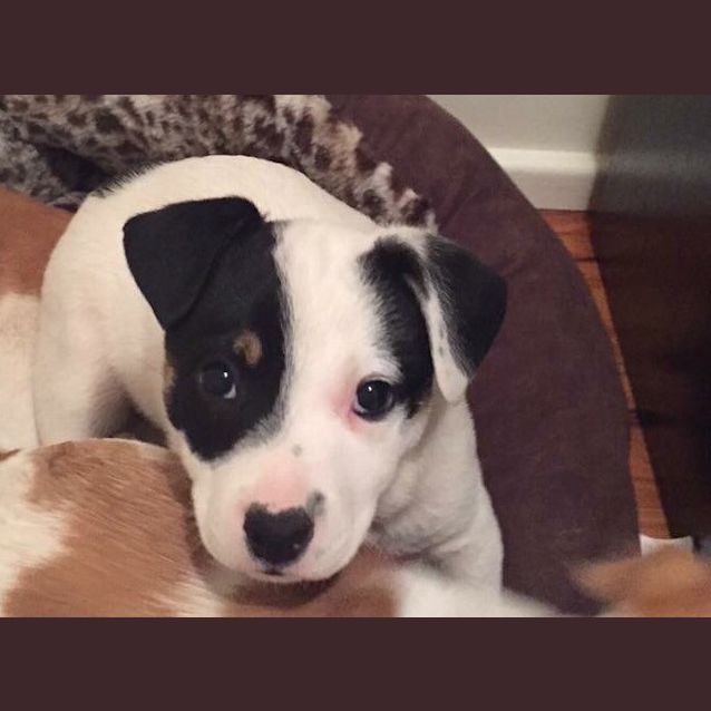 Photo of Bolt