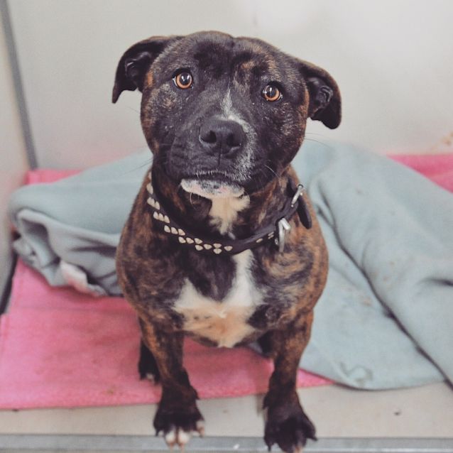 Photo of Diesel