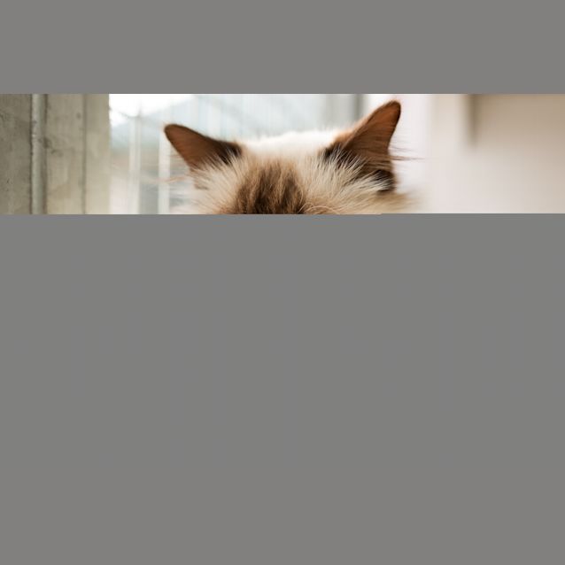 Photo of Gizmo