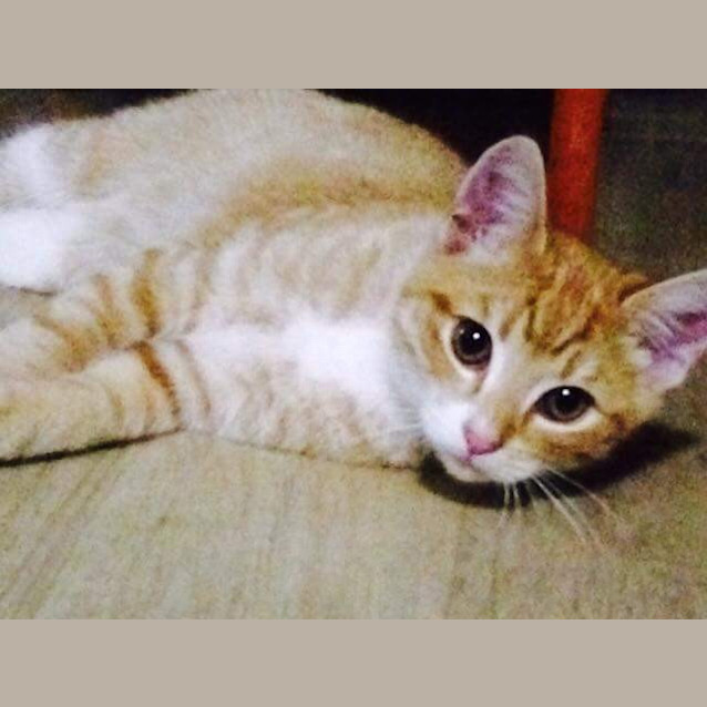 Photo of Teddy