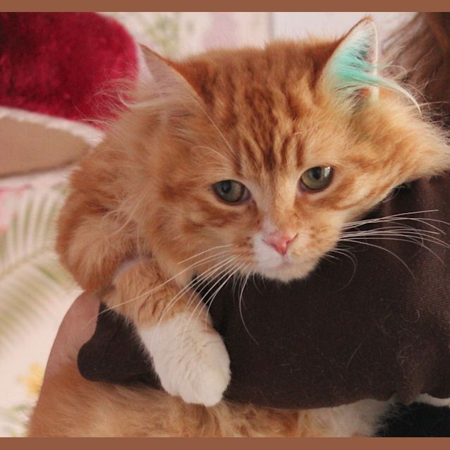 Photo of Red