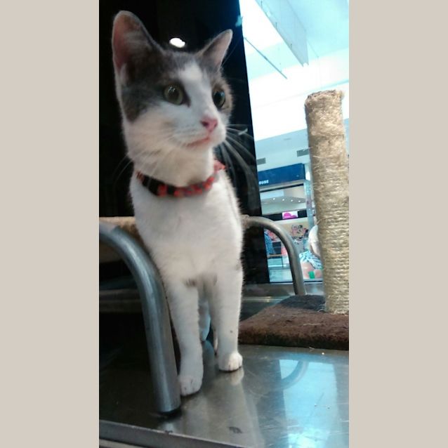Photo of Shylo @ The Pet House Tuggerah