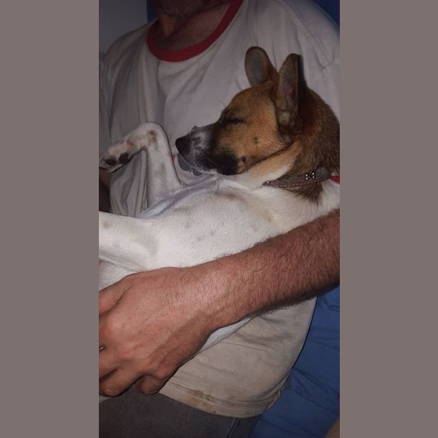 Photo of Flynn (At Rspca Big Adopt Day Sept 19 Brisbane)