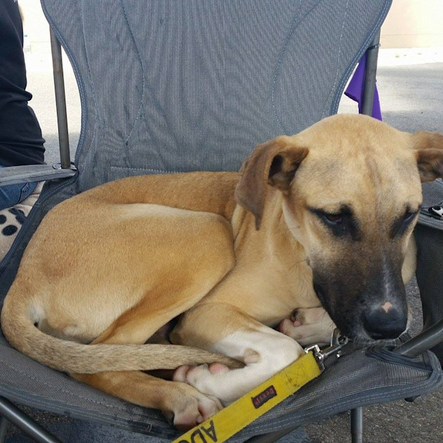 Photo of Reubin (Adoption Pending)