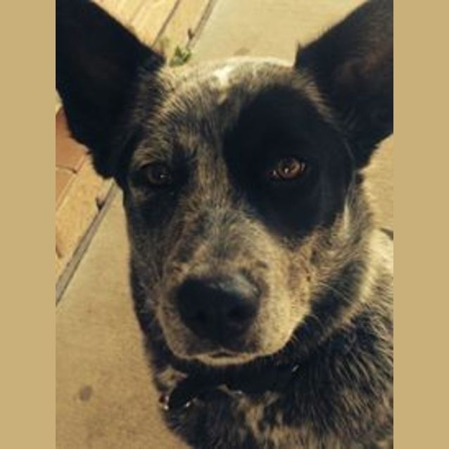 Photo of Elka (Adoption Pending)