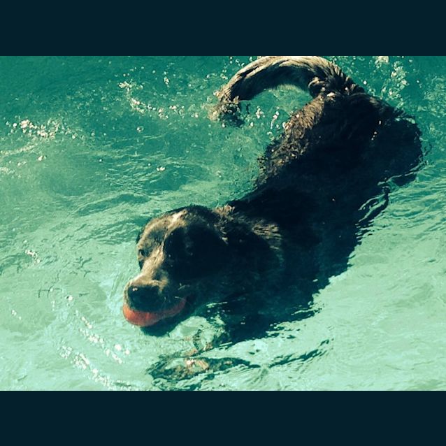 Photo of Elka (Adoption Pending)