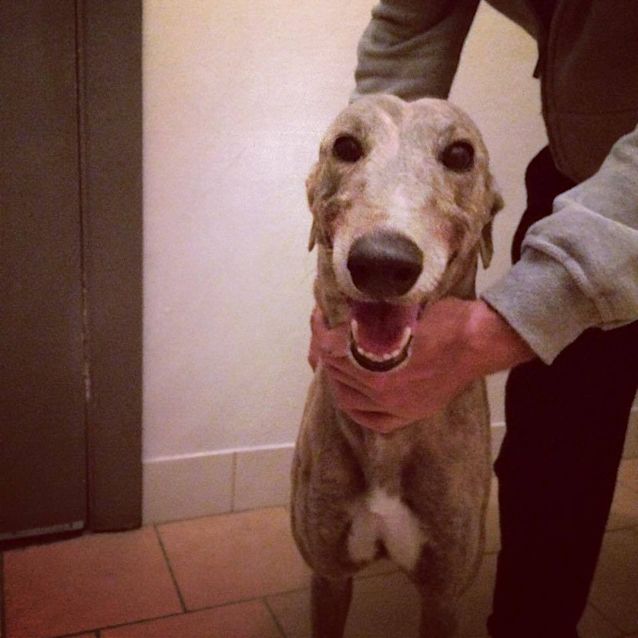 Photo of Tuppy **Adopted**