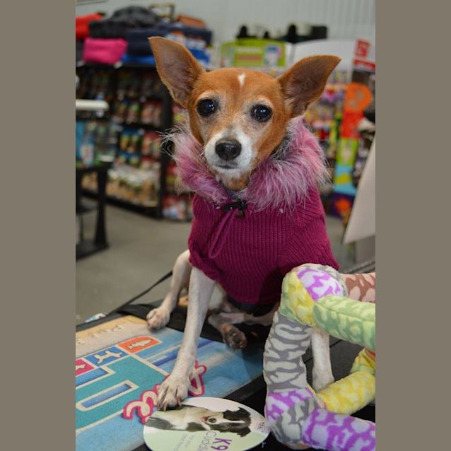 Photo of Sootie ~ Senior Mini Foxy, Girl (Trial 10/10/15)