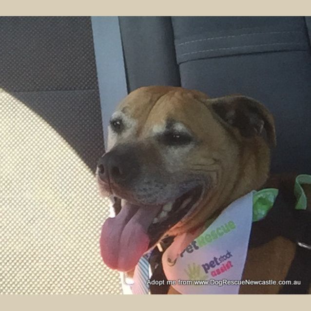 Photo of Boston ~ Adopted May 2017