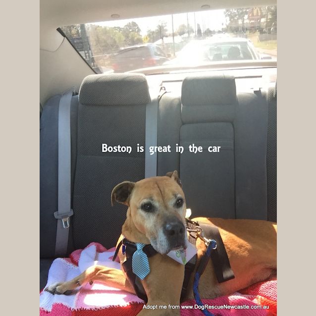 Photo of Boston ~ Adopted May 2017