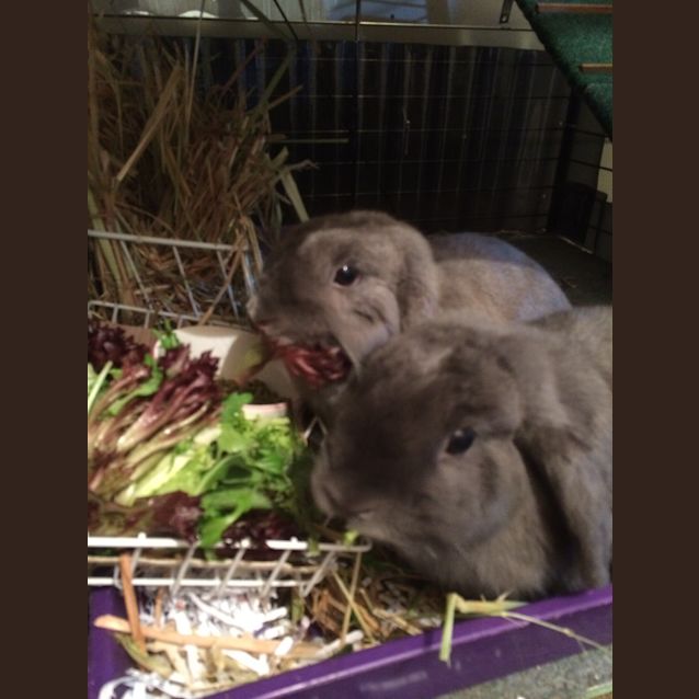 Photo of Bluebell & Violet