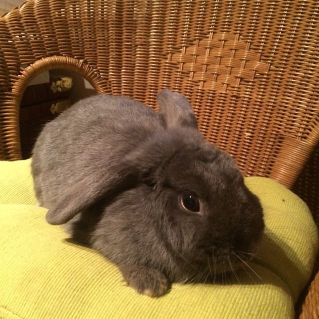 Photo of Bluebell & Violet