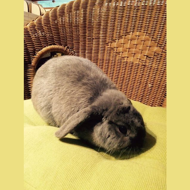 Photo of Bluebell & Violet